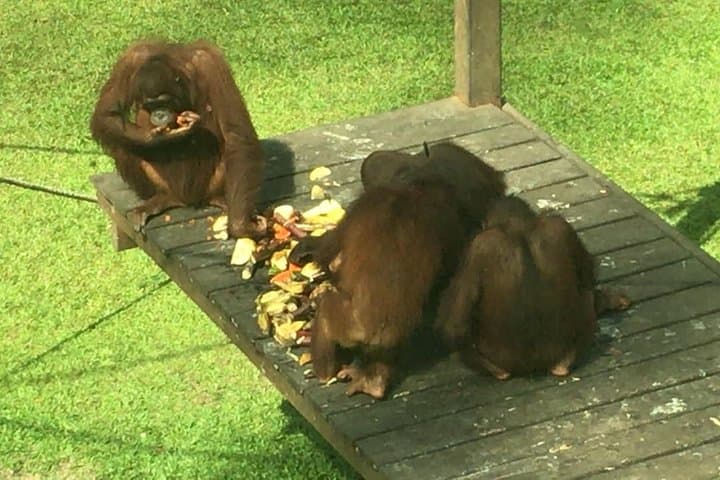 Sepilok Orangutan & Bornean Sun Bear Conservation Centre Day Tour from Sandakan photo 5