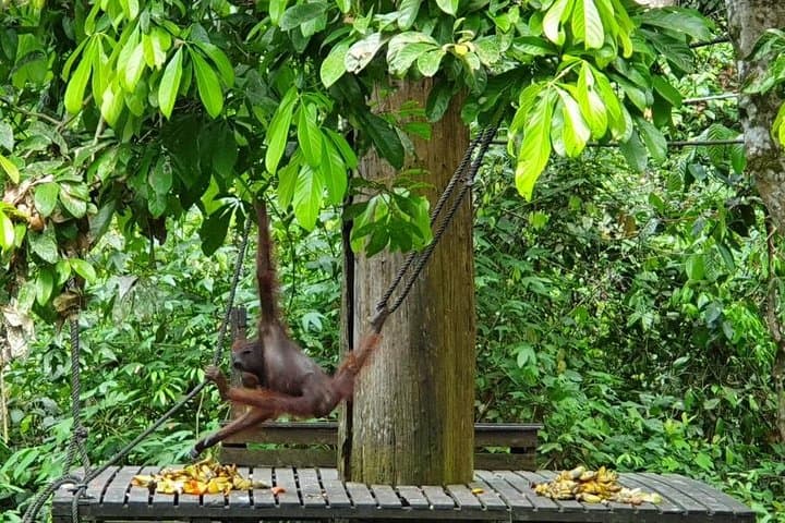 Sepilok Orangutan & Bornean Sun Bear Conservation Centre Day Tour from Sandakan photo 4