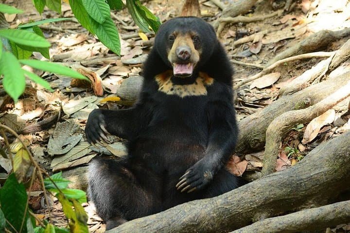Sepilok Orangutan & Bornean Sun Bear Conservation Centre Day Tour from Sandakan
