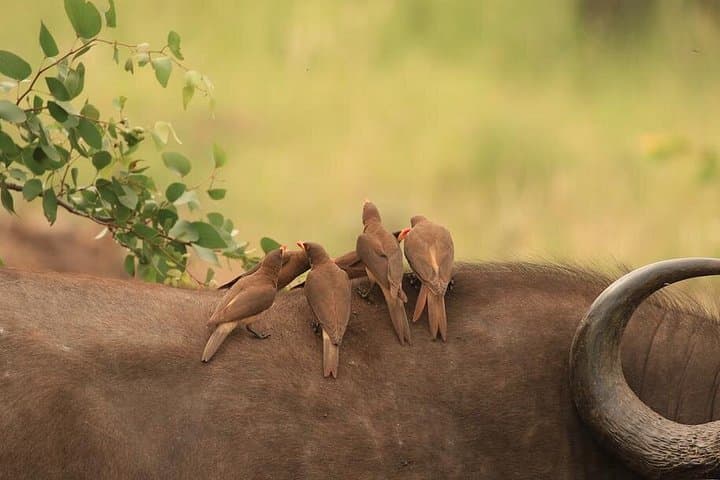 Afternoon Sunset Safari in Kruger National Park — Southern Section Game Drive photo 2