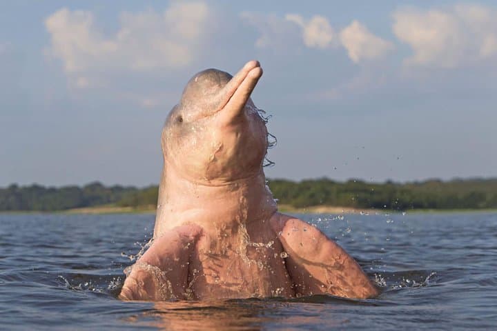 Iquitos 4-Day Amazon Jungle Tour — Dolphins, Canopy & Indigenous Community Visits photo 6