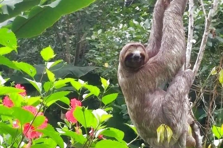 2-Day Peruvian Amazon Tour from Iquitos — Lodge, Canoes & Indigenous Visit photo 3