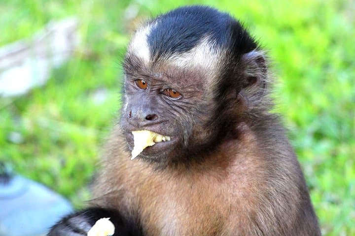 Iquitos 4-Day Amazon Jungle Tour — Dolphins, Canopy & Indigenous Community Visits photo 5