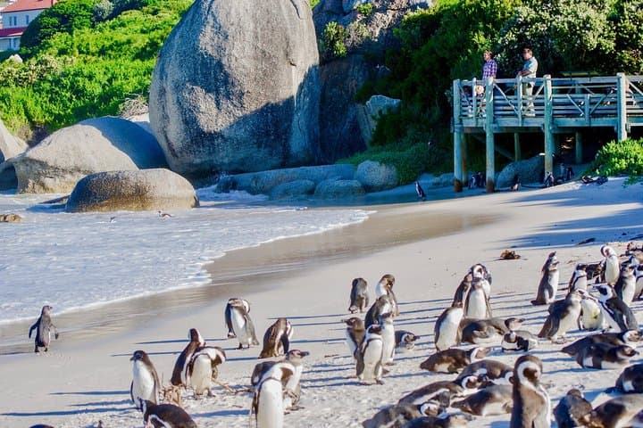 Cape Point Full-Day Sightseeing: Penguins, Lighthouse Hikes & Coastal Views photo 4