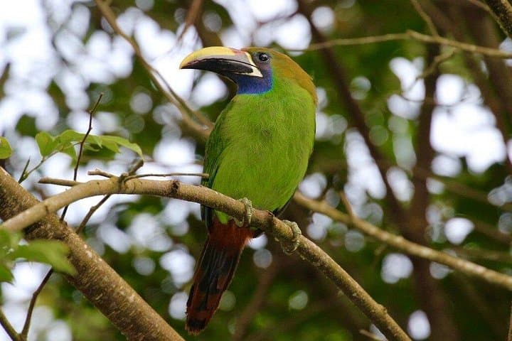 Monteverde Cloud Forest Birding Tour: Spot Resplendent Quetzals & Hummingbirds