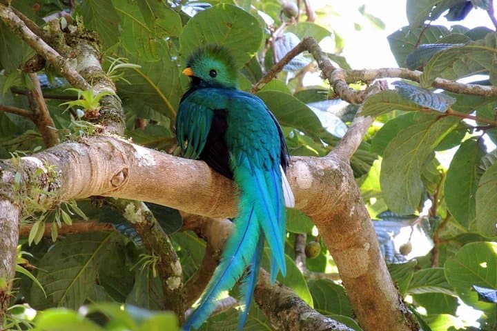 Monteverde Cloud Forest Birding Tour: Spot Resplendent Quetzals & Hummingbirds photo 2