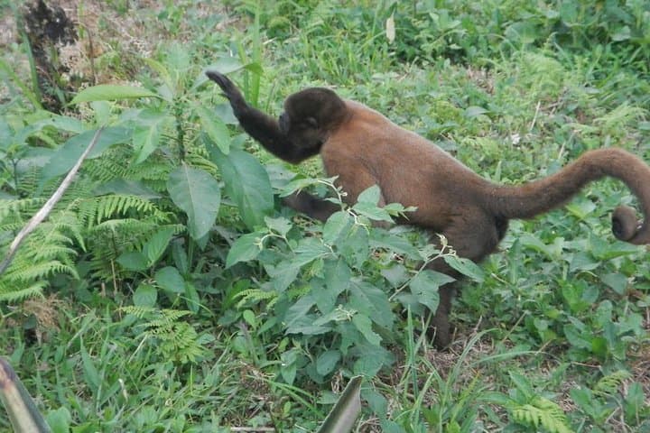 Day in the Amazon from Baños: Indichuris Jungle Cultural & Waterfall Tour photo 6