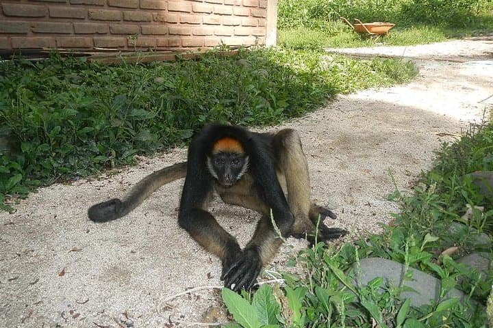 Day in the Amazon from Baños: Indichuris Jungle Cultural & Waterfall Tour photo 3