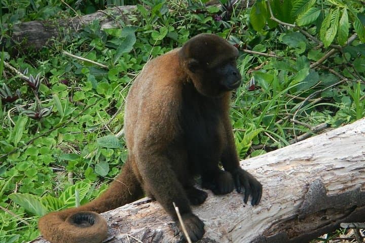 Day in the Amazon from Baños: Indichuris Jungle Cultural & Waterfall Tour photo 5