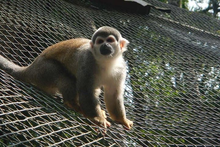 Day in the Amazon from Baños: Indichuris Jungle Cultural & Waterfall Tour photo 2