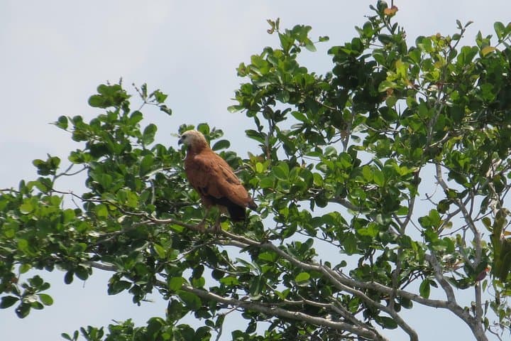 Birding the Crooked Tree Wildlife Sanctuary: Half-Day Guided Tour from Belize City photo 2