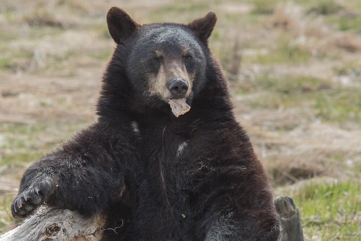 Alaska Wildlife Day Tour from Anchorage — Seward Highway & Conservation Center