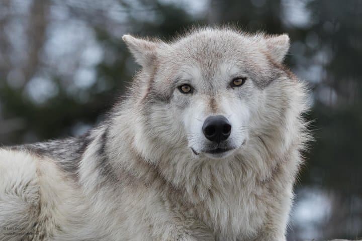 Alaska Wildlife Day Tour from Anchorage — Seward Highway & Conservation Center photo 3