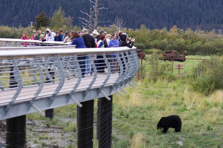 Alaska Wildlife Day Tour from Anchorage — Seward Highway & Conservation Center photo 5