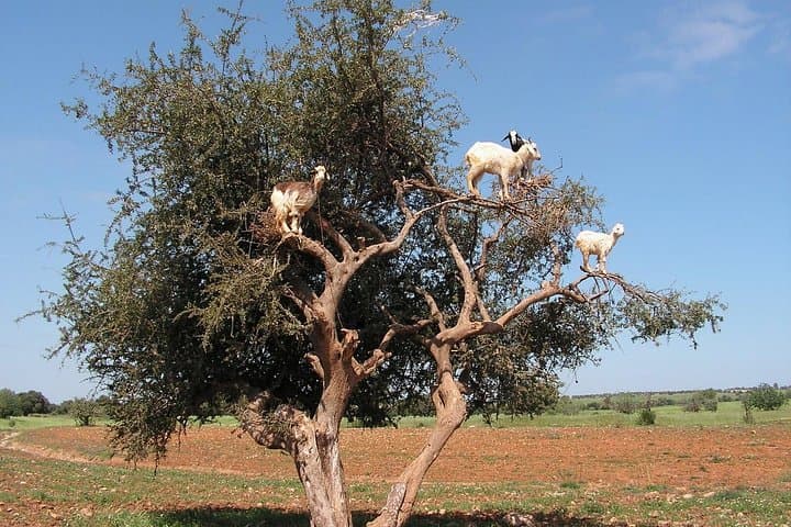 Essaouira Full-Day Trip From Marrakech: Explore the Medina, Port & Argan Groves photo 3