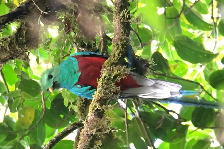 Early-Morning Birding at Curi-Cancha Reserve, Monteverde photo 3