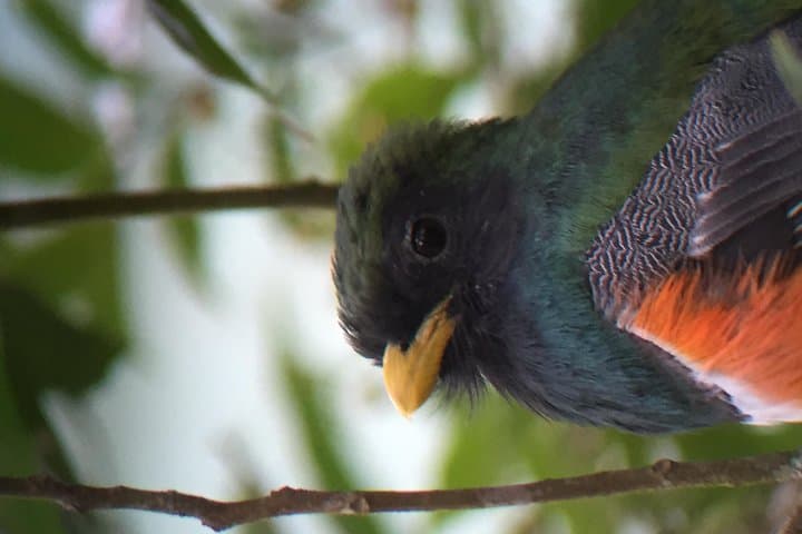 Early-Morning Birding at Curi-Cancha Reserve, Monteverde photo 4