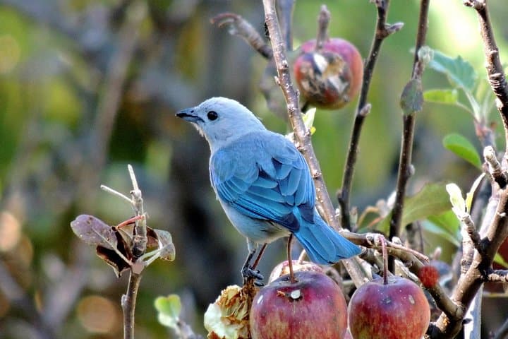 Early-Morning Birding at Curi-Cancha Reserve, Monteverde photo 5