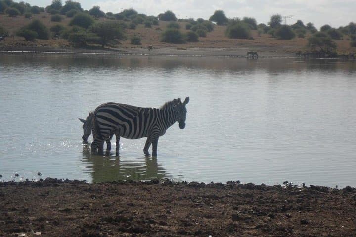 Explore Nairobi National Park and Cultural Highlights: Wildlife, Giraffes, and Kenyan Traditions in a Day Tour photo 5