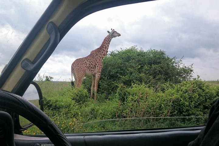 Nairobi Wildlife Circuit: Mamba Village, Elephant Sanctuary, Giraffe Centre & National Park photo 3