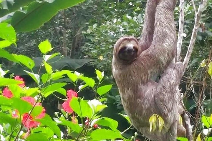 3-Day Amazon Jungle Tour from Iquitos: Pink Dolphin Watching & Lodge Experience photo 5