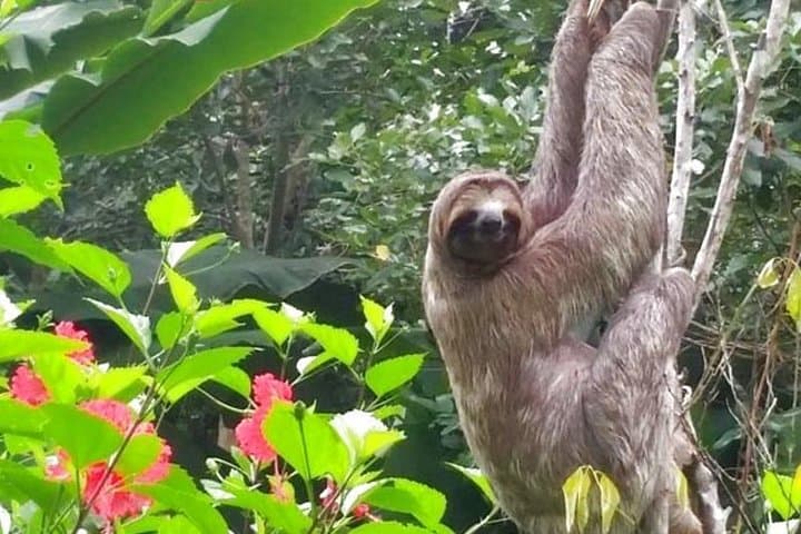 Iquitos Amazon Jungle Tour: 3-Day Lodge Adventure & Wildlife Viewing photo 3