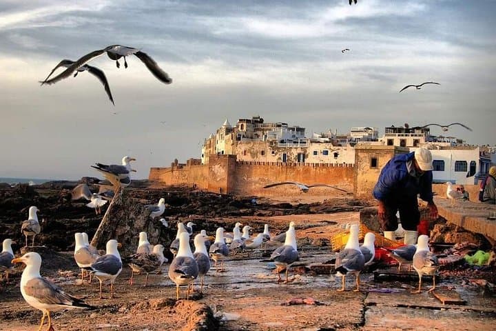 Essaouira Fishing Town Day Trip from Agadir — Medina, Port & Argan Forests