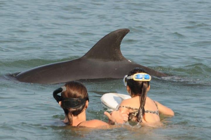 Swim with Wild Dolphins in Puerto Vallarta: Snorkel & Research Tour photo 4