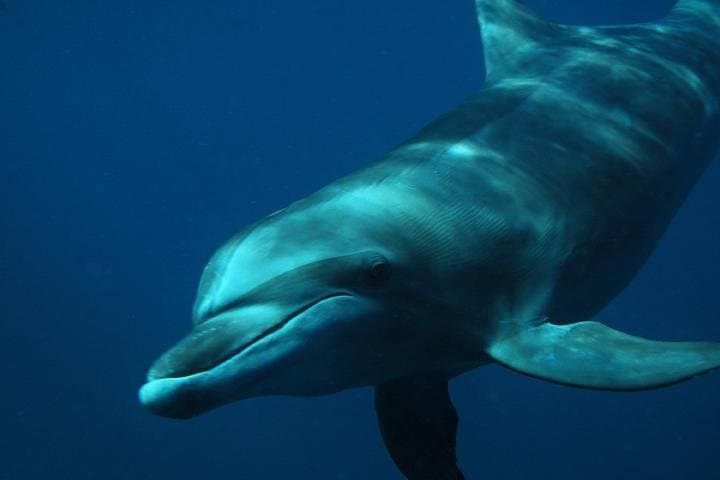 Swim with Wild Dolphins in Puerto Vallarta: Snorkel & Research Tour photo 2