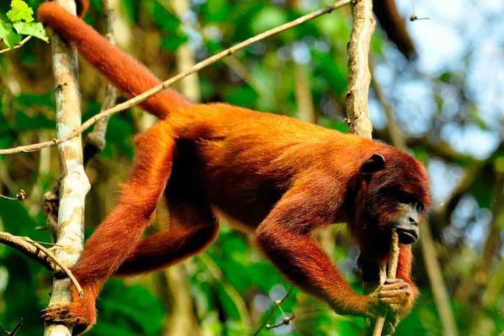 2-Day Tambopata Jungle Lodge: Lake Sandoval, Canopy Tower & Wildlife from Puerto Maldonado photo 2