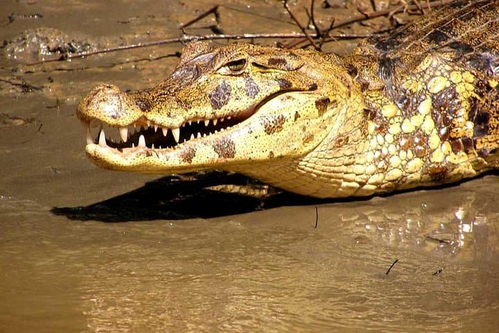 2-Day Tambopata Jungle Lodge: Lake Sandoval, Canopy Tower & Wildlife from Puerto Maldonado photo 5
