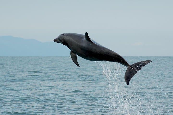 Swim with Wild Dolphins in Puerto Vallarta: Snorkel & Research Tour photo 3