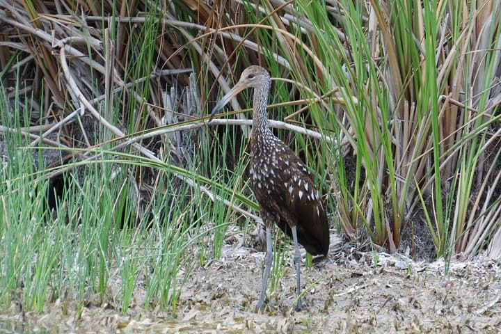 Birding the Crooked Tree Wildlife Sanctuary: Half-Day Guided Tour from Belize City