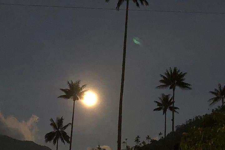 Cocora Valley Hike and Salento–Filandia Day Tour: Wax Palms, Coffee Culture & Viewpoints photo 6