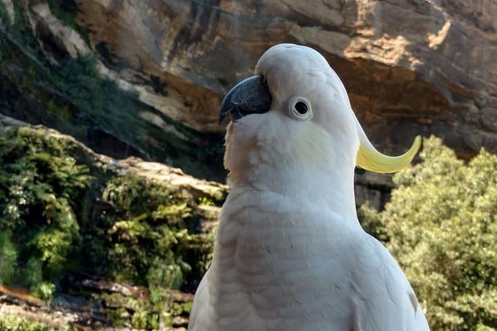 Private Blue Mountains Tour: Tailored Day Trips from Sydney to Katoomba
