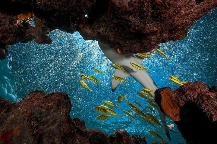 Snorkel with Reef Sharks at Kuata Island – Full-Day Yasawa Cruise photo 3
