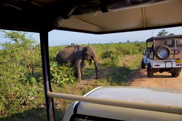 Full-Day Udawalawe Safari from Bentota — Elephant Encounters & Udawalawe Dam photo 6