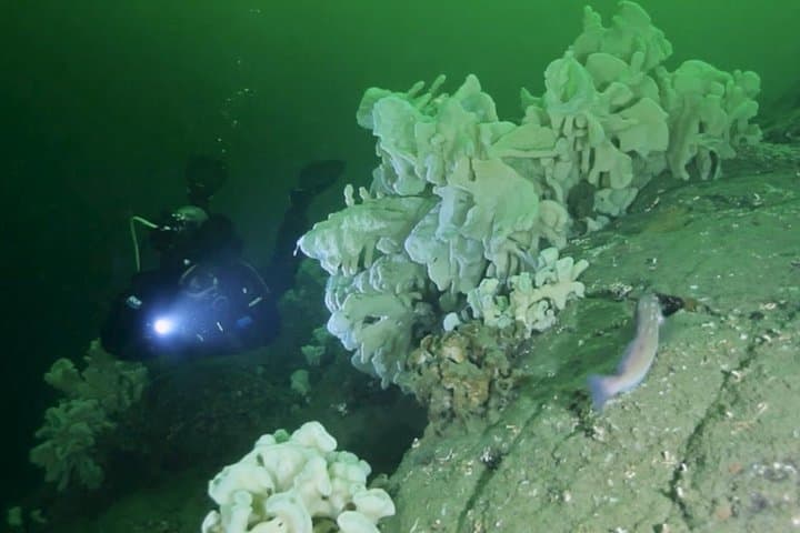 Howe Sound Scuba Charter from Horseshoe Bay — Pinnacles, Seals & Drift Dives photo 2
