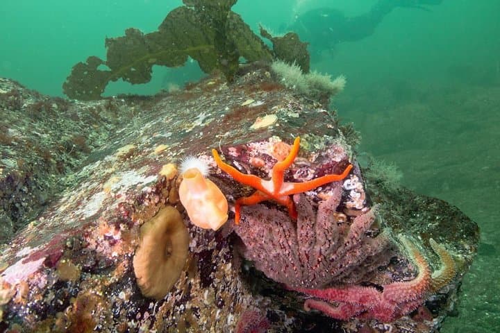Howe Sound Scuba Charter from Horseshoe Bay — Pinnacles, Seals & Drift Dives photo 6