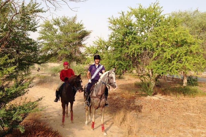 Desert Horse Riding in Mushrif Park: 1-Hour Arabian Horse Experience photo 3