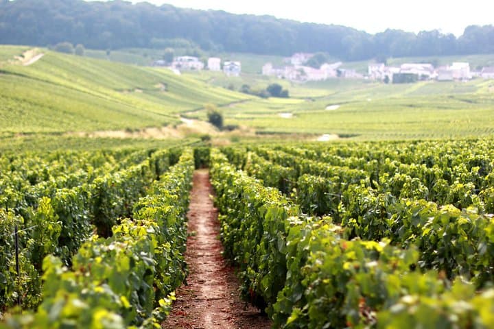 Champagne VIP Day Trip from Paris: Private Wine Expert, Reims & Cellars photo 5