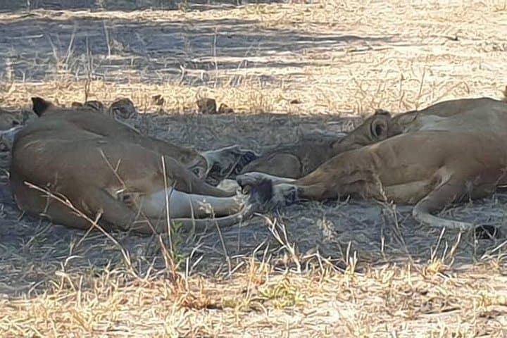 Victoria Falls, Chobe & Hwange: 3-Night Big Five Safari and Falls Experience photo 6
