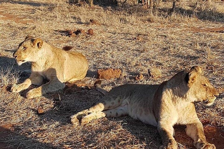 Victoria Falls, Chobe & Hwange: 3-Night Big Five Safari and Falls Experience