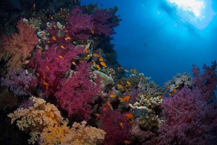Snorkel Giftun: Full-Day Red Sea Snorkeling from Hurghada photo 6