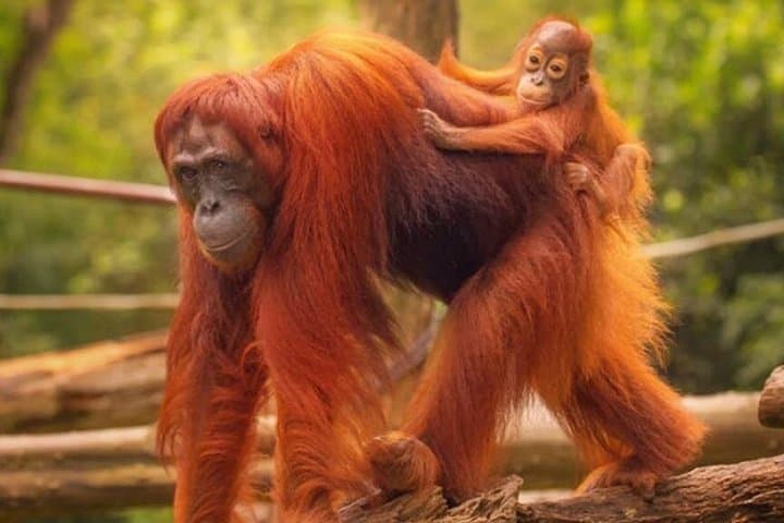 Explore Ragunan Zoo: Private Family Tour of Jakarta's Wildlife
