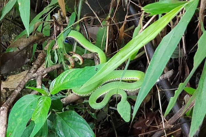 Doi Inthanon Hill-Tribe Home Stay & 3-Day Hike from Chiang Mai photo 2