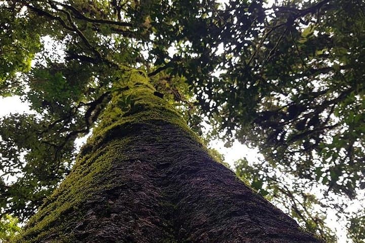 Doi Inthanon Hill-Tribe Home Stay & 3-Day Hike from Chiang Mai photo 3