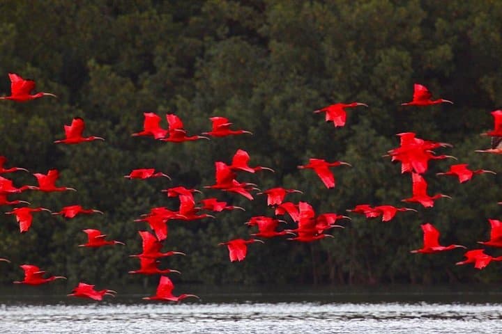 Caroni Bird Sanctuary Tour: Scarlet Ibis Boat Cruise in Trinidad's Mangroves