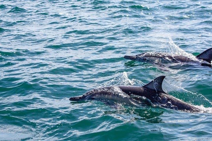 Gray Whale Watching in Lopez Mateos: Magdalena Bay Close‑Encounter Cruise photo 5