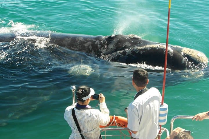 Hermanus Whale Watching & Penguins Tour from Cape Town